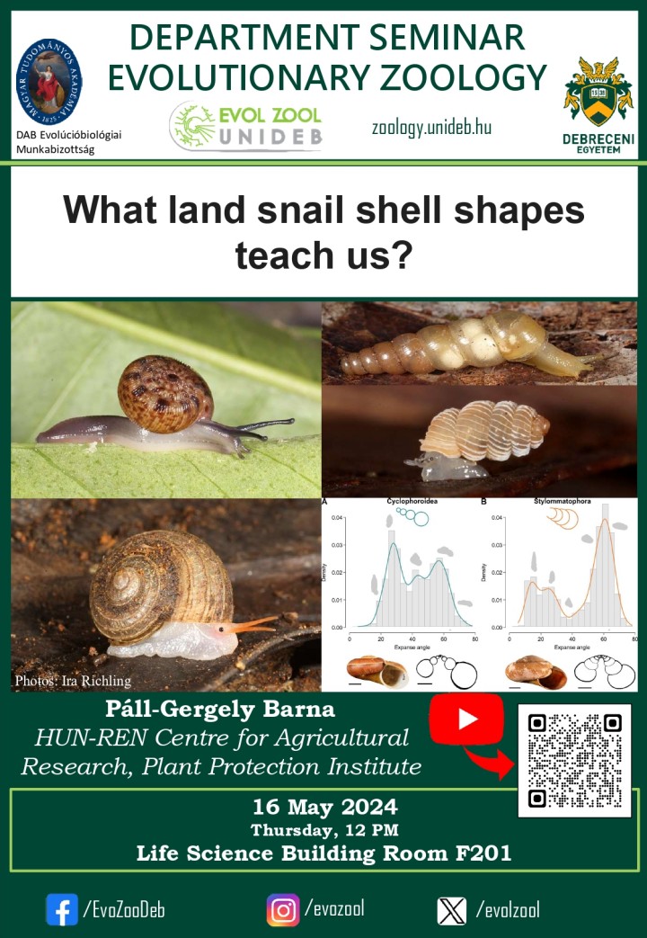 What land snail shell shapes teach us?