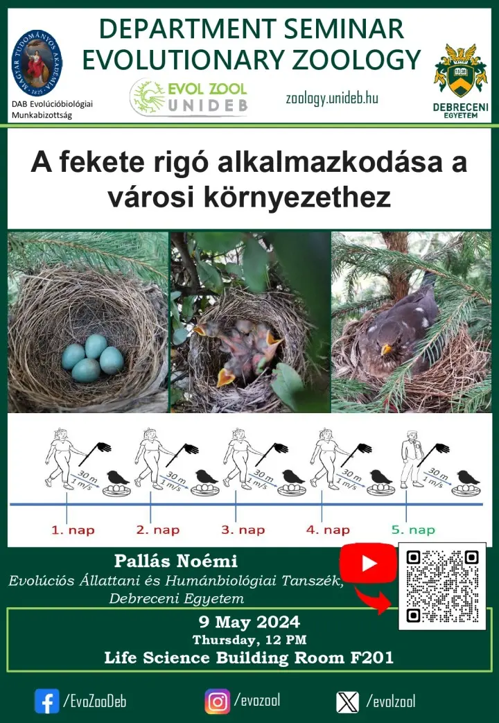 A fekete rig&oacute; alkalmazkod&aacute;sa a v&aacute;rosi k&ouml;rnyezethez