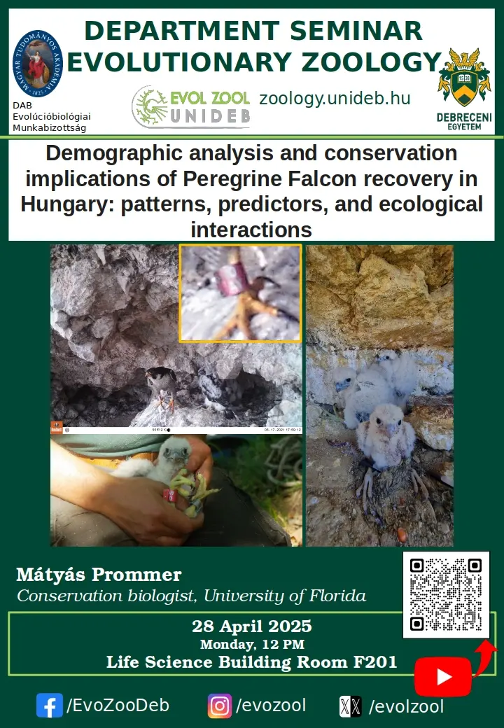 Demographic analysis and conservation implications of Peregrine Falcon recovery in Hungary