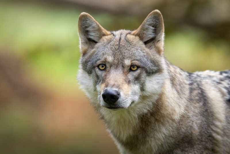 Járványfékező is lehetne a farkas, de az előítéletekkel szemben tehetetlen