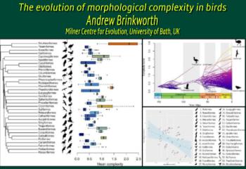 The evolution of morphological complexity in birds