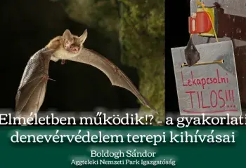 Elméletben működik!? – a gyakorlati denevérvédelem terepi kihívásai