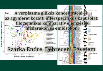 A vérplazma glükóz koncentráció és az agyméret közötti interspecifikus kapcsolat: filogenetikai komparatív elemzések madarakon és emlősökön