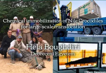 Chemical immobilization of Nile Crocodiles for large-scale translocation