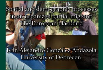 Spatial and demographic processes in an urbanized partial migrant: The European blackbird