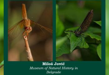 Mapping dragonflies of the Balkan Peninsula