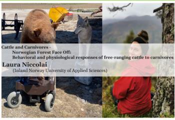 Cattle and Carnivores - Norwegian Forest Face Off: Behavioral and physiological responses of free-ranging cattle to carnivores