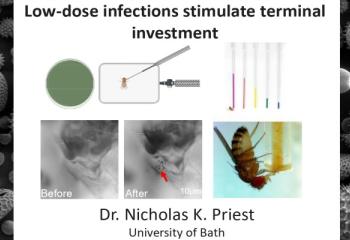 Low-dose infections stimulate terminal investment