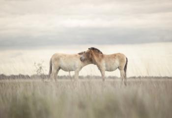 Újabb hírek Ozogány Katáról és a Przewalski-lovakról