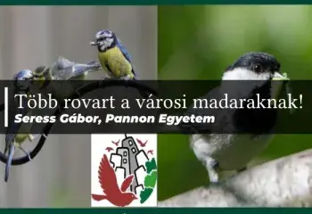 Több rovart a városi madaraknak!