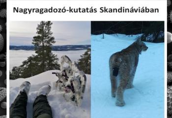 Nagyragadozó-kutatás Skandináviában