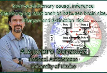 Macroevolutionary causal inference: disentangling relationships between brain size, lifespan and extinction risk