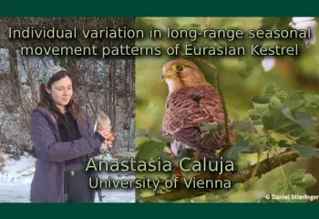 Individual variation in long-range seasonal movement patterns of Eurasian Kestrel