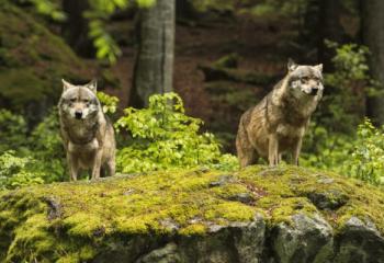 Járványfékező is lehetne a farkas, de az előítéletekkel szemben tehetetlen