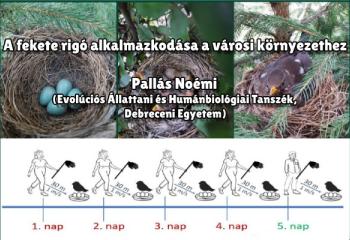 A fekete rigó alkalmazkodása a városi környezethez