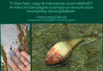 Trójai faló vagy ártalmatlan szemlélődő? A mikroműanyagok szerepe a ranavírusok betegség-ökológiájában