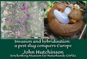  Invasion and hybridisation: a pest slug conquers Europe