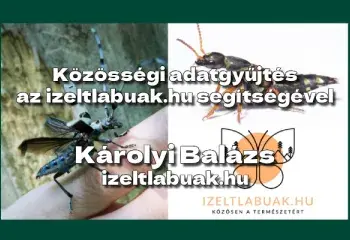 Közösségi adatgyűjtés az izeltlabuak.hu segítségével