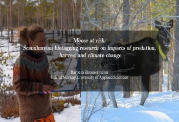 Moose at risk: Scandinavian biotagging research on impacts of predation, harvest and climate change