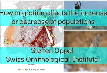 How migration affects the increase or decrease of populations
