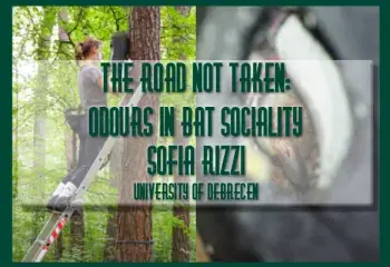 The road not taken: odours in bat sociality