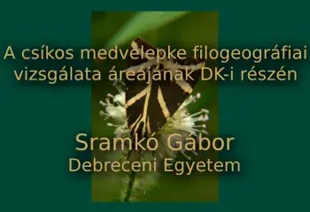 A csíkos medvelepke filogeográfiai vizsgálata áreájának DK-i részén